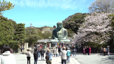 Kamakura, Kanagawa / Japan - April 11th 2019;  The Great Buddha with Cherry Blossoms in Kamakura 