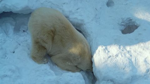 Polar bear cub playing with his mom on snow