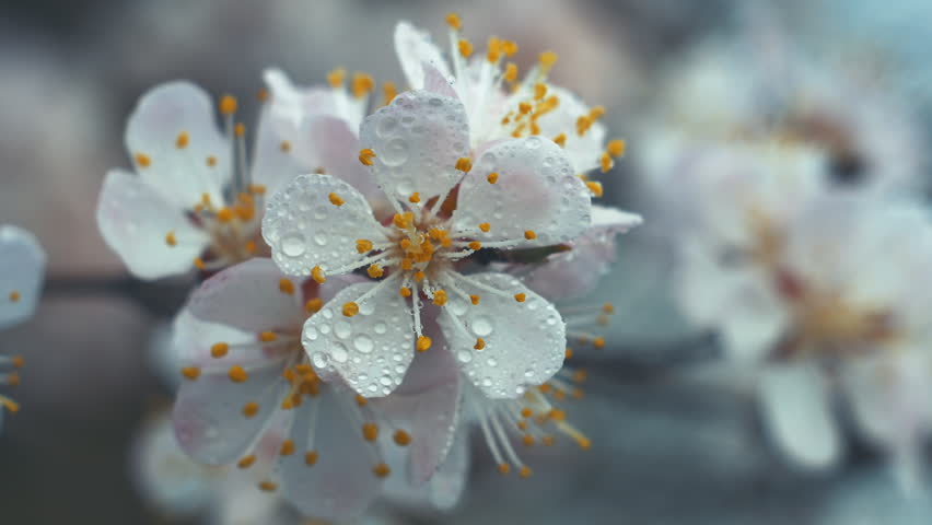 White flower Apricot with raindrops on the petals, flowering in the garden of Apricot trees, against the background of blooming white flowers. Nature. Flower close up. | Shutterstock HD Video #1027426475