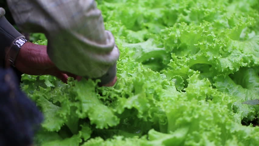 Green vegetable bed. Сорта салата листового без горечи. Сорта салатов листовых с фото и названиями без горечи