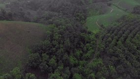 4K Aerial View look up shot.Flying over the beautiful corn farm and mountain valley with foggy.