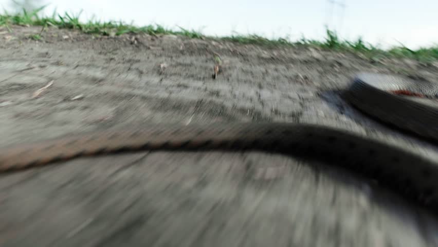 Extremely close-up video snake (viper), which is rapidly trying to crawl away. The pursuit of a large poisonous snake. Dangerous occupation.