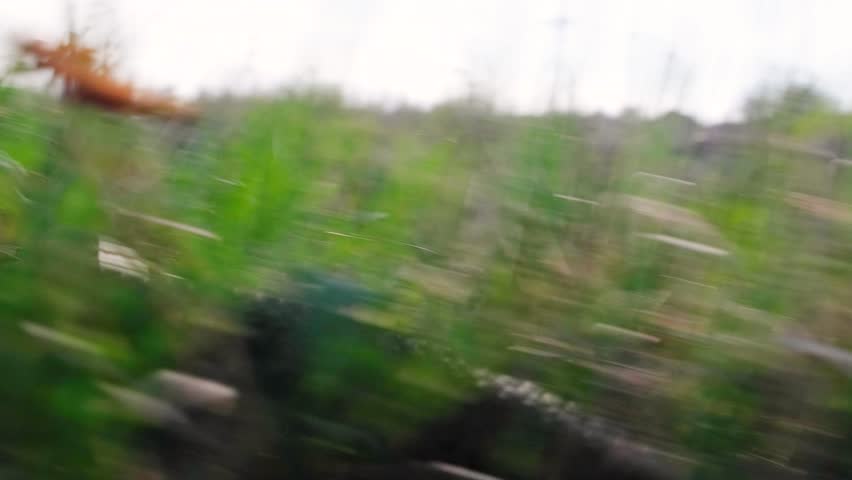 A large and poisonous snake or viper crawls through the grass rather quickly, trying to escape the pursuit. Kind of a snake close up. Chasing a creeping serpent.