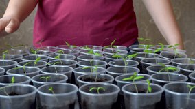 Inspection of seedlings in dark soil. Plastic transparent cups. Home-room. It's spring. Sunlight. 4K video