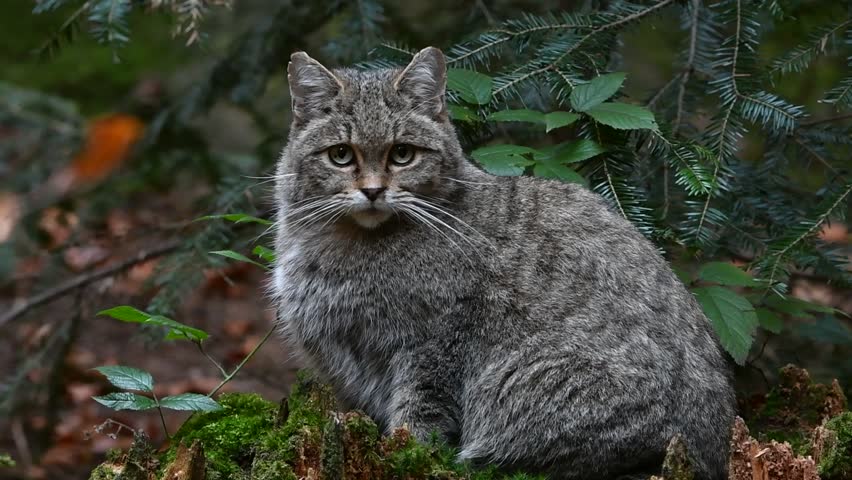Кавказская Кошка Фото