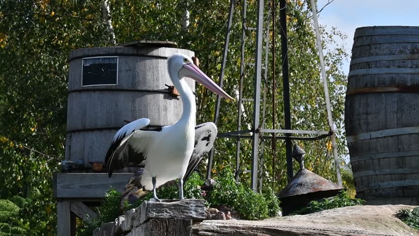 Australian pelican (Pelecanus conspicillatus) exercising by flapping wings