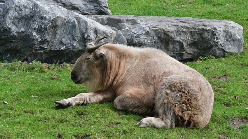 Golden takin (Budorcas taxicolor bedfordi) resting on mountain slope, native to China and Bhutan