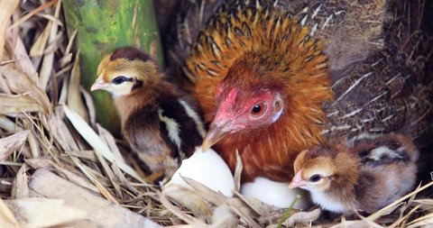 Hen Hatching Eggs in Natural Nest,Hen sitting on eggs in bamboo,Newborn chickens,Cute yellow chicken 