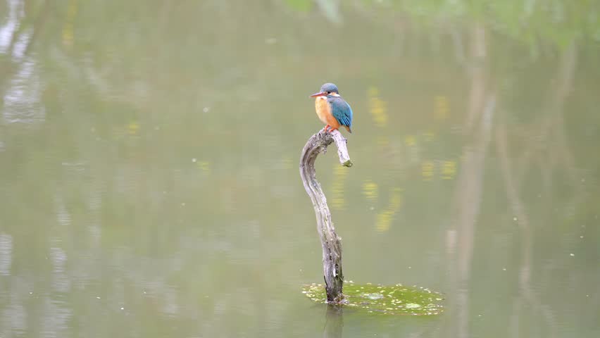 Slow motion movie of the scene that bird Kingfisher (Alcedo atthis) stand on the branch in middle of pond and look around alertly, 4k movie, slow motion.