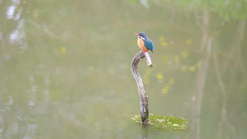 Slow motion movie of the scene that bird Kingfisher (Alcedo atthis) stand on the branch in middle of pond and look around alertly, shake head and body, 4k movie, slow motion.