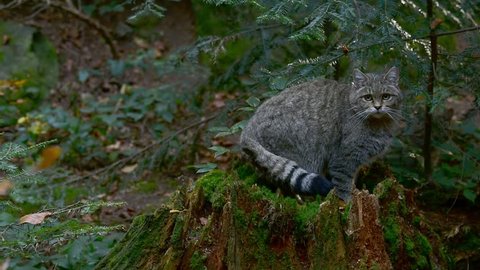 European wildcat / wild cat (Felis silvestris silvestris) sitting on tree stump in forest