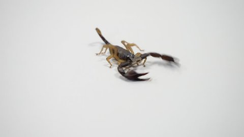 Scorpio, scorpion moves on a white table. Scorpions are predatory arachnids and have a poisonous sting