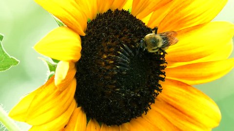 4k shot of bees pollinating a sunflower on a sunny summer day.: stockvideo