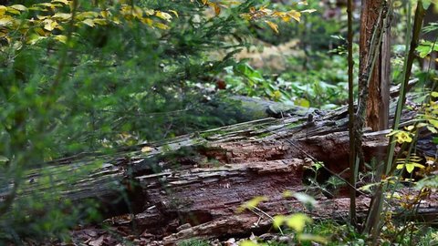 European pine marten (Martes martes) running over rotten tree trunk in forest