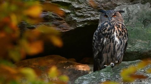 Eurasian eagle owl (Bubo bubo) on rock ledge in cliff face locating sound below in autumn forest
