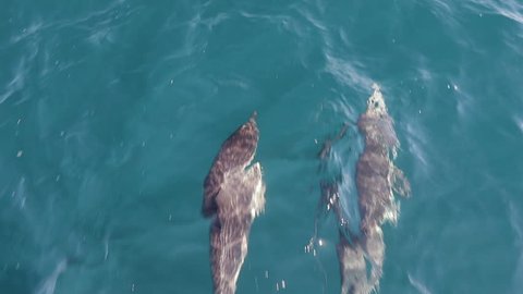 Two Dolphins swimming in front of boat jumping, Slow Motion