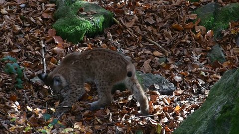 Eurasian lynx (Lynx lynx) kittens in autumn forest