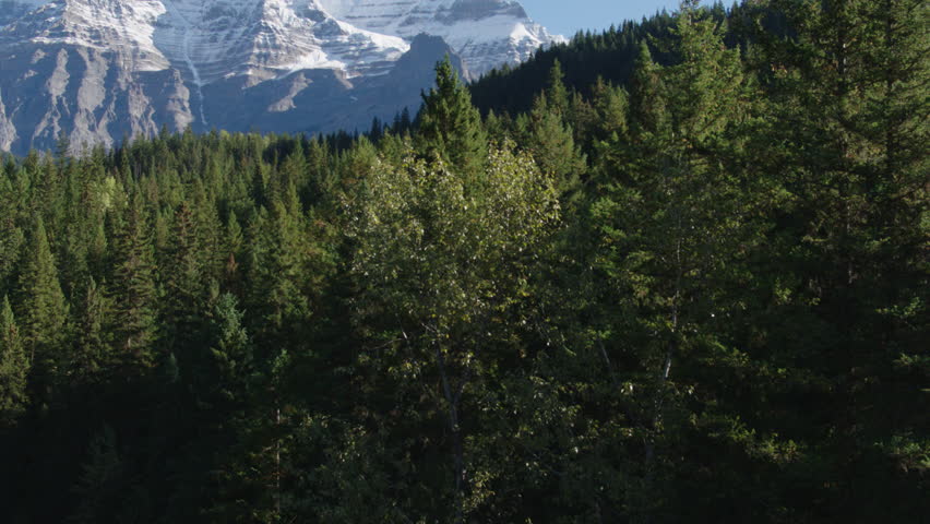 Aerial - Drone Tree Reveal of Big Mount Robson in Canadian Rockies British Columbia 2