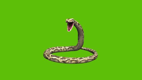 Animation of a 3d python snake, moving  coiling  and rearing up to open moth and hiss, set on a green background.