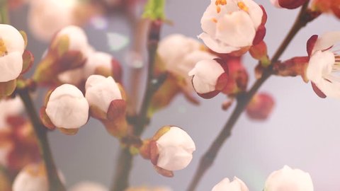 Spring flowers opening. Beautiful Spring Apricot tree blossom timelapse, extreme close up. Time lapse of Easter fresh pink blossoming apricot closeup. Blooming backdrop 4K UHD video