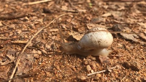 Snail with mud on its shell. close up of White snail moving on the soil with dry leaves background.