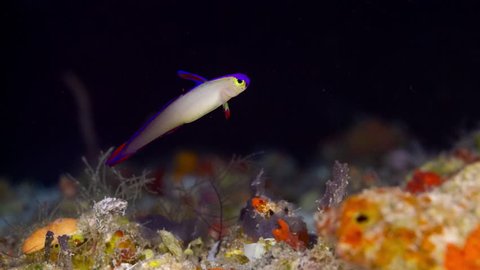 Small colourful tropical fish and corals in Palau