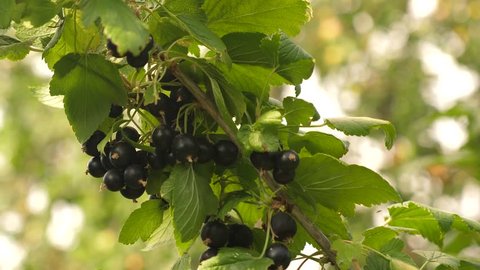 Harvest blackcurrants. tasty berry on the branch. garden business. close-up. black ripe juicy currants in the garden, large sweet currant berry.