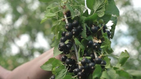 he blackcurrant harvest is collected by a farmer. black ripe juicy currants in the garden, large sweet currant berry. Tasty berry on the branch.