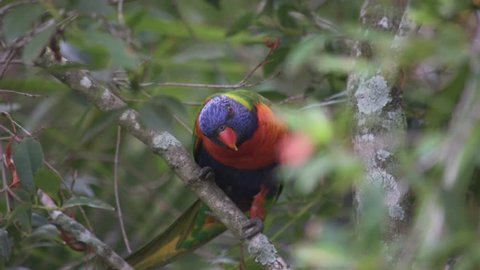 Curious Rainbow Lorikeet bird perched in a tree, looking around intently
