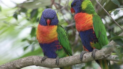 Close up of a pair of Rainbow Lorikeet birds resting on a tree branch