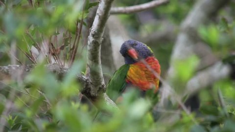 Pull-focus reveal of solitary Rainbow Lorikeet bird sitting in tree, tilting its head
