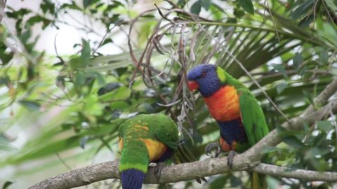 A pair of Rainbow Lorikeet birds perched in a tree, alert and looking around