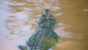 4K video of Siamese crocodile in nature, Thailand.