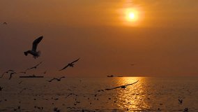 Slow motion of flock of Seagull bird flying over the sea in the coast with sunlight at sunset time