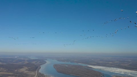 Rare footage of massive snow goose migration headed back to breeding grounds. 4K footage at high bit rate.