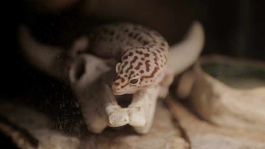 A leopard gecko licks its lips.