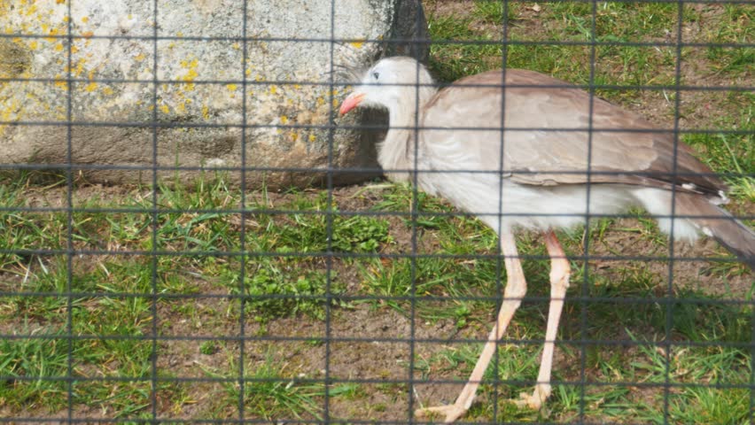 Red-legged Kariama Cariama cristata in cage