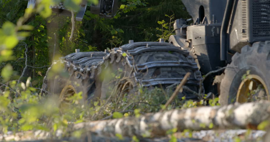 Logging machine  moves to the place of work where it will cut down trees and store trunks for further transportation to the woodworking factory