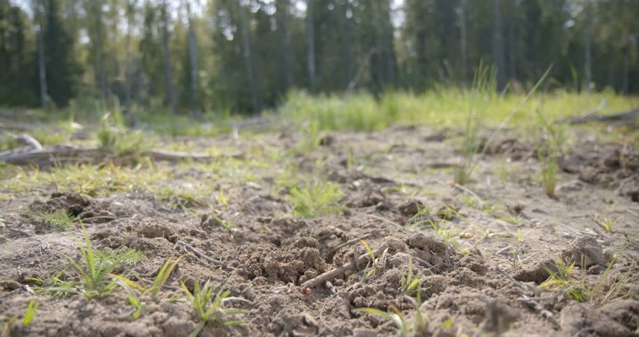 Pine conifer seedlings are planted at the site of industrial deforestation in order to restore the natural balance, use this renewable resource. The hand of the forester lowers the seedling into a pit Royalty-Free Stock Footage #1027494377