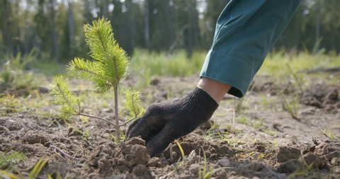Pine conifer seedlings are planted at the site of industrial deforestation in order to restore the natural balance, use this renewable resource. The hand of the forester lowers the seedling into a pit