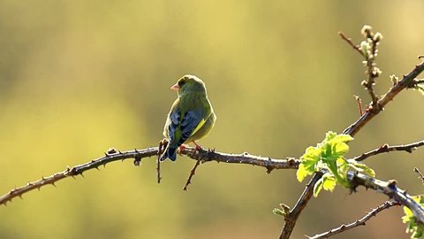 Greenfinch Chloris chloris bird singing in Springtime
