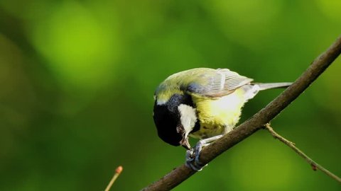 Closeup portrait of a Great tit bird, Parus Major, eating perched on wood in bright sunlight
