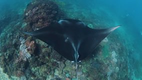 A view of a Manta Ray as it swims above a tropical reef