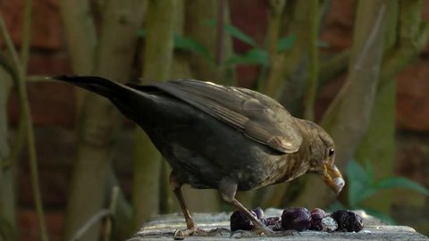 female blackbird (Turdus merula) walks into focus and eats berry. 