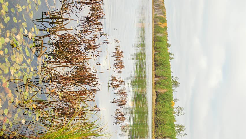 Low clouds over the marshy pond. This time-lapse captures a tranquil autumn scene in Russia, featuring still water dotted with yellow-green lily pads and dense clusters of dry brown reeds protruding from the surface. A thick forest line, displaying a mix of green and yellowing foliage, borders the far shore, casting a mirrored reflection on the calm, glassy water. In the immediate foreground, vibrant green grass blades add a striking pop of color against the muted, earthy tones of the marsh. The camera remains completely static, maintaining a steady, locked-off framing that allows the dynamic elements of the natural environment to take center stage. Throughout the clip, low, overcast clouds drift steadily across the pale sky, their continuous movement perfectly mirrored in the gentle, sweeping ripples of the pond