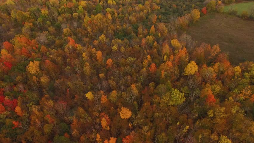 Aerial view of trees full of the colors of Fall. Drone flying over flat terrain of farms and fields surrounded by tall hardwoods lit by the setting sun and colors of Autumn. TILT DOWN