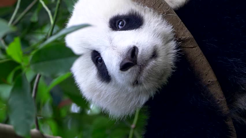 Vertical Video Baby Panda Resting Stock Footage Video 100 Royalty Free Shutterstock