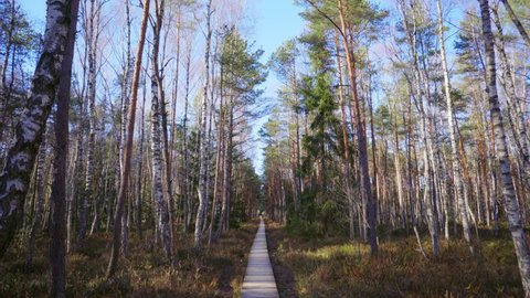 Footpath through the spring forest