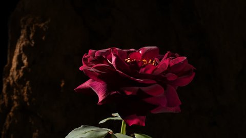 Red rose flower open and starts to die time lapse Filmed isolated against a dark background. Later sequences show flower dying.
