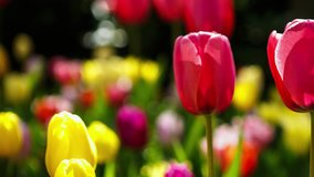 Footage of beautiful colorful red tulips flowers bloom in spring garden.Decorative tulip flower blossom in springtime.Beauty of nature and vibrant colors